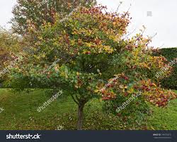 Attēlu rezultāti vaicājumam “Crataegus persimilis leaf”