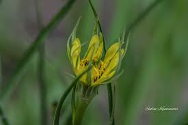 Attēlu rezultāti vaicājumam “Microbotryum tragopogonis - pratensis”