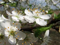 Attēlu rezultāti vaicājumam “Prunus cerasifera var. divaricata”