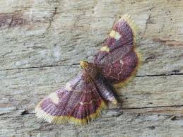 Attēlu rezultāti vaicājumam “Hypsopygia costalis”