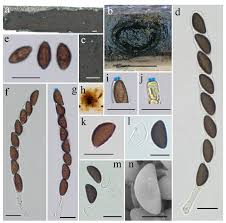 Attēlu rezultāti vaicājumam “Hypoxylon vogesiacum”