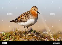 Image result for Calidris ruficollis