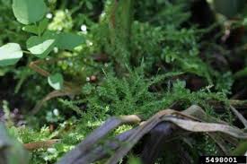 Attēlu rezultāti vaicājumam “Calliergon cordifolium”