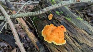 Attēlu rezultāti vaicājumam “Laetiporus sulphureus”