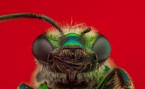 Attēlu rezultāti vaicājumam “Comatricha pulchella macro”