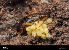 Attēlu rezultāti vaicājumam “Forficula auricularia female”