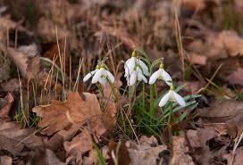 Attēlu rezultāti vaicājumam “Galanthus nivalis flower”