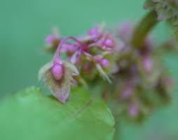 Attēlu rezultāti vaicājumam “Rumex obtusifolius fruit”