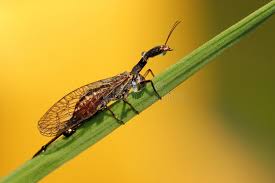 Attēlu rezultāti vaicājumam “Raphidioptera”