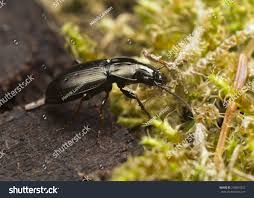 Attēlu rezultāti vaicājumam “Pterostichus oblongopunctatus”