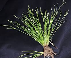 Attēlu rezultāti vaicājumam “Juncus bufonius fruit”