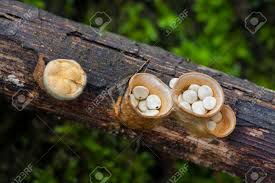 Attēlu rezultāti vaicājumam “Crucibulum laeve”