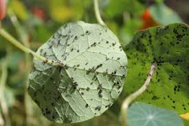 Attēlu rezultāti vaicājumam “Sternorrhyncha”