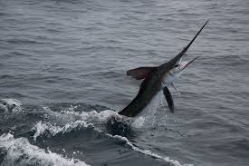 Image result for Kajikia albida