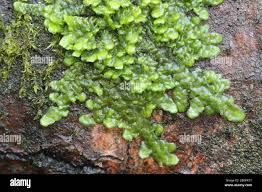 Attēlu rezultāti vaicājumam “Radula complanata sporophyte”