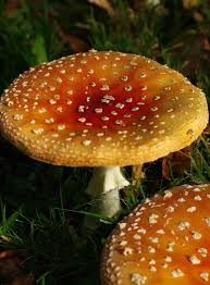 Attēlu rezultāti vaicājumam “Amanita regalis”