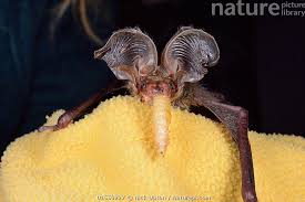 Attēlu rezultāti vaicājumam “Plecotus auritus”