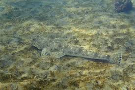 Image result for Platycephalus speculator