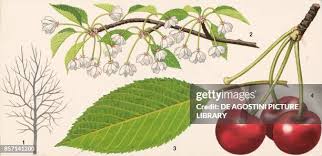 Attēlu rezultāti vaicājumam “Cerasus leaf”