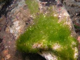 Attēlu rezultāti vaicājumam “Enteromorpha sp.”