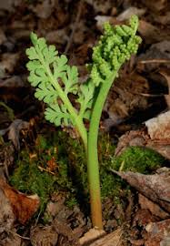 Attēlu rezultāti vaicājumam “Botrychium matricariifolium”