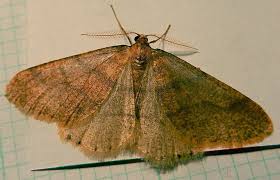 Attēlu rezultāti vaicājumam “Agriopis marginaria”