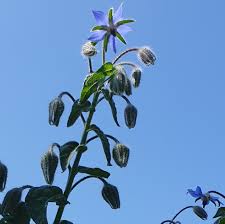 Image result for Borretsch