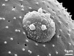 Attēlu rezultāti vaicājumam “Arenaria procera”