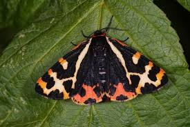 Attēlu rezultāti vaicājumam “Parasemia plantaginis”