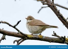 Attēlu rezultāti vaicājumam “Acrocephalus dumetorum”