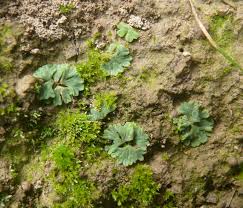 Attēlu rezultāti vaicājumam “Riccia sorocarpa”