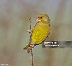 Attēlu rezultāti vaicājumam “Chloris chloris male”
