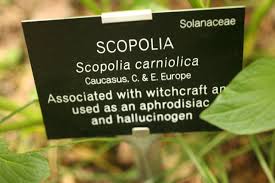 Attēlu rezultāti vaicājumam “Scopolia carniolica leaf”
