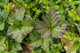 Attēlu rezultāti vaicājumam “Rubus chamaemorus leaf”