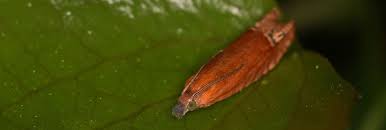 Attēlu rezultāti vaicājumam “Lathronympha strigana”