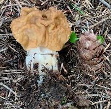Attēlu rezultāti vaicājumam “Gyromitra esculenta”