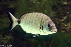 Image result for Diplodus sargus