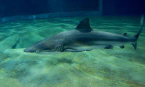 Image result for Carcharhinus brachyurus