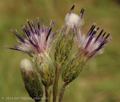 Attēlu rezultāti vaicājumam “Saussurea esthonica flower”