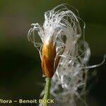 Attēlu rezultāti vaicājumam “Trichophorum alpinum fruit”