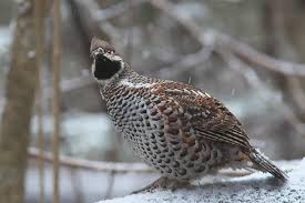 Attēlu rezultāti vaicājumam “Tetrastes bonasia juvenile”