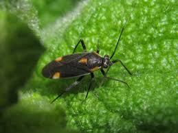 Attēlu rezultāti vaicājumam “Capsodes gothicus”