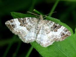 Attēlu rezultāti vaicājumam “Epirrhoe alternata”