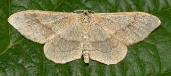 Attēlu rezultāti vaicājumam “Idaea aversata”