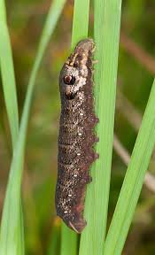 Attēlu rezultāti vaicājumam “Deilephila porcellus”