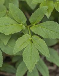 Attēlu rezultāti vaicājumam “Aegopodium podagraria leaf”