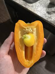 Afbeeldingsresultaat voor baby yellow sweet pepper