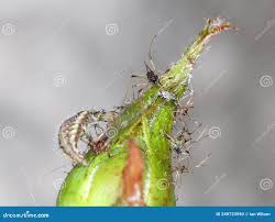 Attēlu rezultāti vaicājumam “Chrysopidae larva”