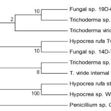 Attēlu rezultāti vaicājumam “Hypocrea rufa”