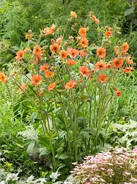 Attēlu rezultāti vaicājumam “Geum”